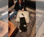 Small Photo #10 Old English Sheepdog Puppy For Sale in WILMINGTON, OH, USA