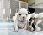Small Photo #24 French Bulldog Puppy For Sale in MISSION, TX, USA