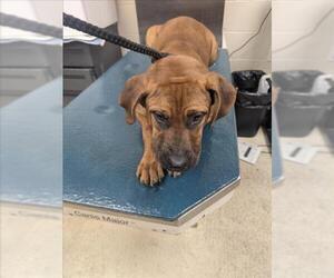 Bulldog-Unknown Mix Dogs for adoption in Mobile, AL, USA