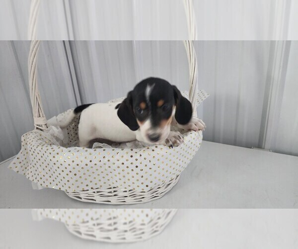 Medium Photo #7 Dachshund Puppy For Sale in GREENWOOD, WI, USA