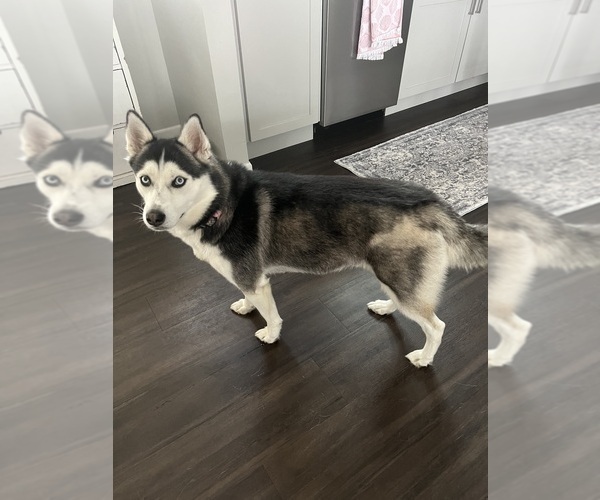 Medium Photo #2 Siberian Husky Puppy For Sale in SHAWANO, WI, USA