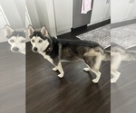 Layla - Female Siberian Husky Puppy for Sale - Photo #2