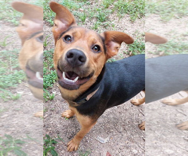 Medium Photo #1 Mountain Cur-Unknown Mix Puppy For Sale in Boston, MA, USA