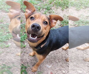 Mountain Cur-Unknown Mix Dogs for adoption in Boston, MA, USA