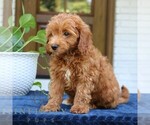 Small #1 Goldendoodle (Miniature)
