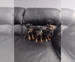 Miniature Pinscher Puppy for sale in HUMBLE, TX, USA