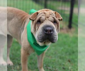 Chinese Shar-Pei Dogs for adoption in San Antonio, TX, USA