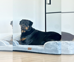 Small #1 Rottweiler