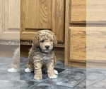 Small #2 Poodle (Miniature)