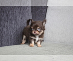 Small Photo #1 Chihuahua Puppy For Sale in EMPIRE STATE, NY, USA