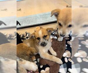 Anatolian Shepherd-Unknown Mix Dogs for adoption in Frisco, CO, USA