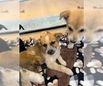 Small Anatolian Shepherd Mix