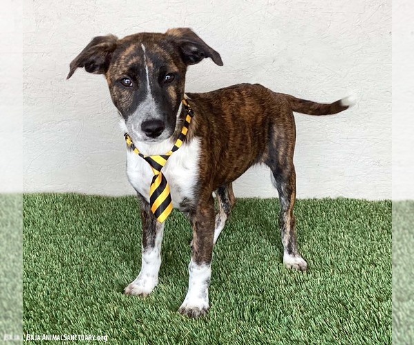 Medium Photo #2 Labrador Retriever-Plott Hound Mix Puppy For Sale in San Diego, CA, USA