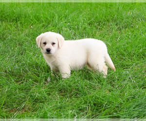Labrador Retriever Puppy for sale in SYRACUSE, IN, USA