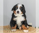 Small #3 Bernese Mountain Dog