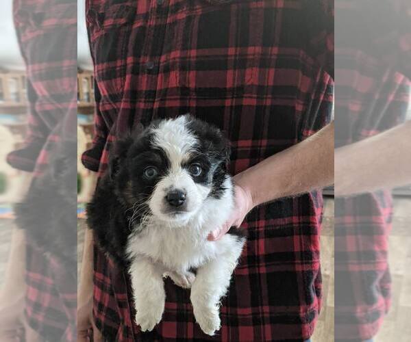Medium Photo #6 Australian Shepherd-Poodle (Toy) Mix Puppy For Sale in SPENCER, TN, USA