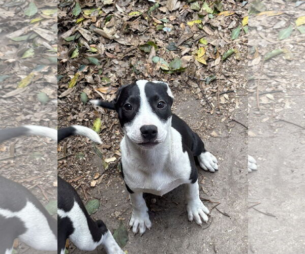 Medium Photo #3 Mutt Puppy For Sale in Sanford, FL, USA