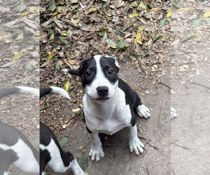 Mutt Dogs for adoption in Sanford, FL, USA