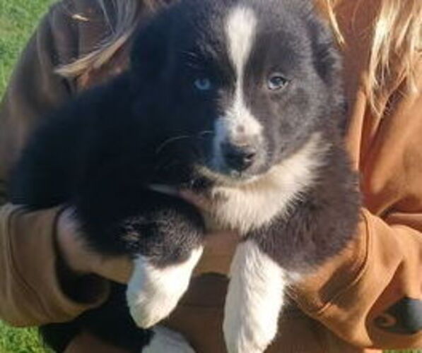 Medium Photo #1 Miniature Australian Shepherd Puppy For Sale in MILTON, WI, USA