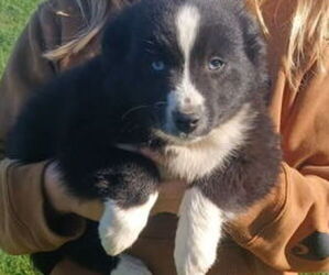 Miniature Australian Shepherd Puppy for sale in MILTON, WI, USA