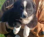 Small Miniature Australian Shepherd