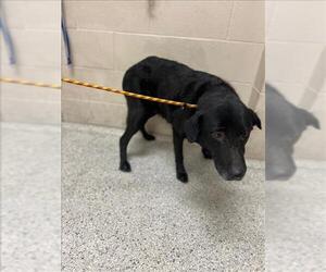 Labrador Retriever-Unknown Mix Dogs for adoption in Conroe, TX, USA