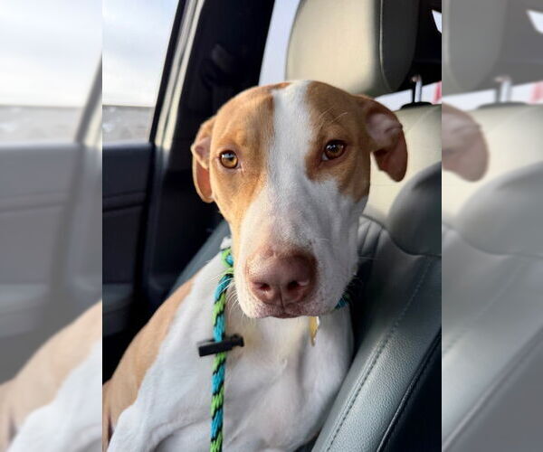 Medium Photo #13 Mutt Puppy For Sale in Sandy, UT, USA