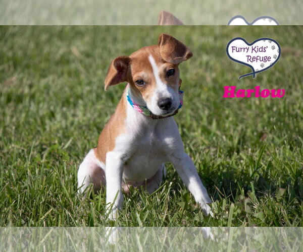 Medium Photo #2 Beagle-Unknown Mix Puppy For Sale in Lee's Summit, MO, USA