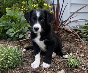 Border Collie Puppy for sale in OWEN, WI, USA