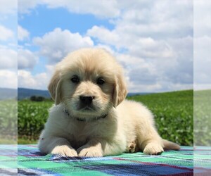 English Cream Golden Retriever Puppy for sale in WAYNESBORO, PA, USA