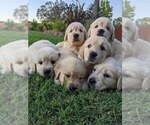 Small Photo #22 Golden Retriever Puppy For Sale in ELVERTA, CA, USA