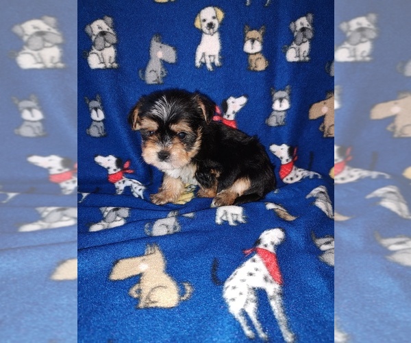 Medium Photo #2 Morkie Puppy For Sale in LAPEER, MI, USA
