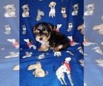 Small #1 Morkie