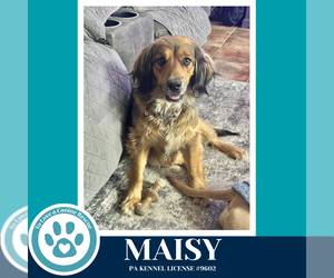 Colonial Cocker Spaniel-German Shepherd Dog Mix Dogs for adoption in Kimberton, PA, USA