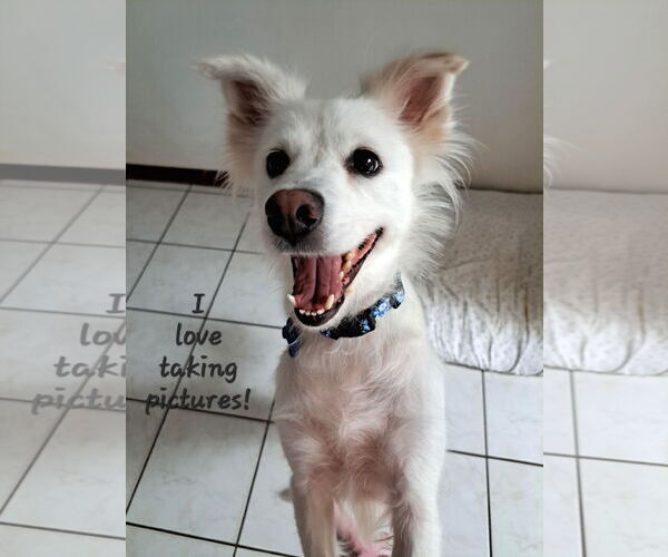 Medium Photo #1 American Eskimo Dog-Unknown Mix Puppy For Sale in Pikesville, MD, USA