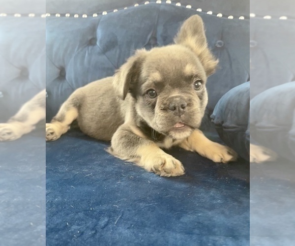Medium Photo #19 French Bulldog Puppy For Sale in MOUNT VERNON, AL, USA