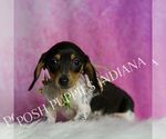 Small #4 Dachshund