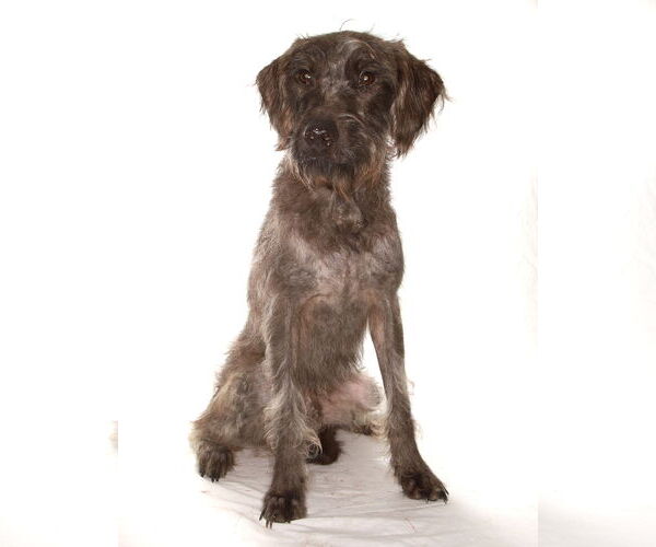 Medium Photo #2 Poodle (Miniature)-Unknown Mix Puppy For Sale in Oakland Park, FL, USA