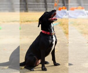 Melanie - Female Labrador Retriever-Unknown Mix Dog for Adoption - Photo #2