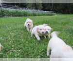 Small Photo #16 English Cream Golden Retriever Puppy For Sale in MILLVILLE, MA, USA