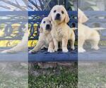 Small Photo #9 Golden Retriever Puppy For Sale in CITRUS HEIGHTS, CA, USA