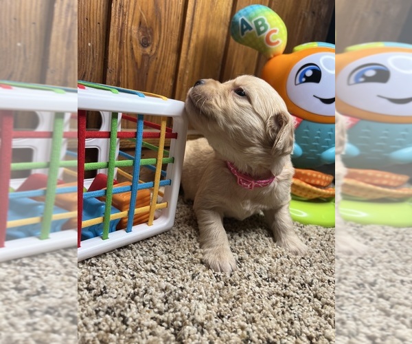 Medium Photo #22 Golden Retriever Puppy For Sale in NEOLA, WV, USA