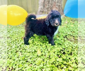 Labradoodle Puppy for Sale in PICAYUNE, Mississippi USA