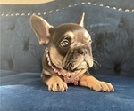 Small #2 French Bulldog