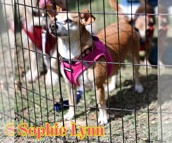 Medium Photo #31 Chiweenie Puppy For Sale in San Antonio, TX, USA