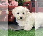 Small #3 Bichon Frise