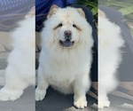 Small Photo #16 Chow Chow Puppy For Sale in FONTANA, CA, USA