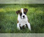 Small #7 Boxer