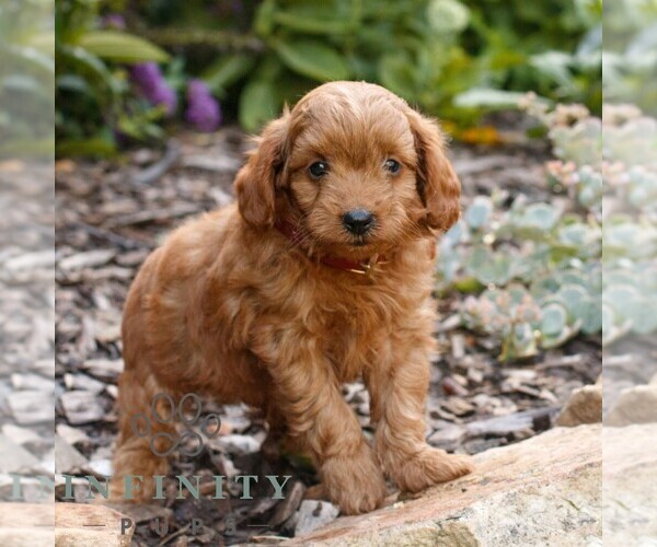 Medium Photo #2 Cavapoo (Miniature) Puppy For Sale in COATESVILLE, PA, USA
