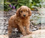 Small #1 Cavapoo (Miniature)